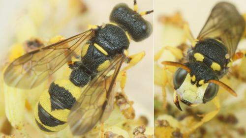 Cerceris sabulosa